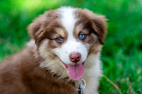 Australian Shepherd.