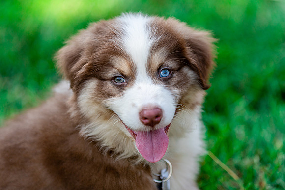Australian Shepherd.