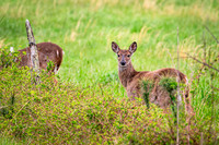 IMG_0903