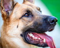 Pet Photography